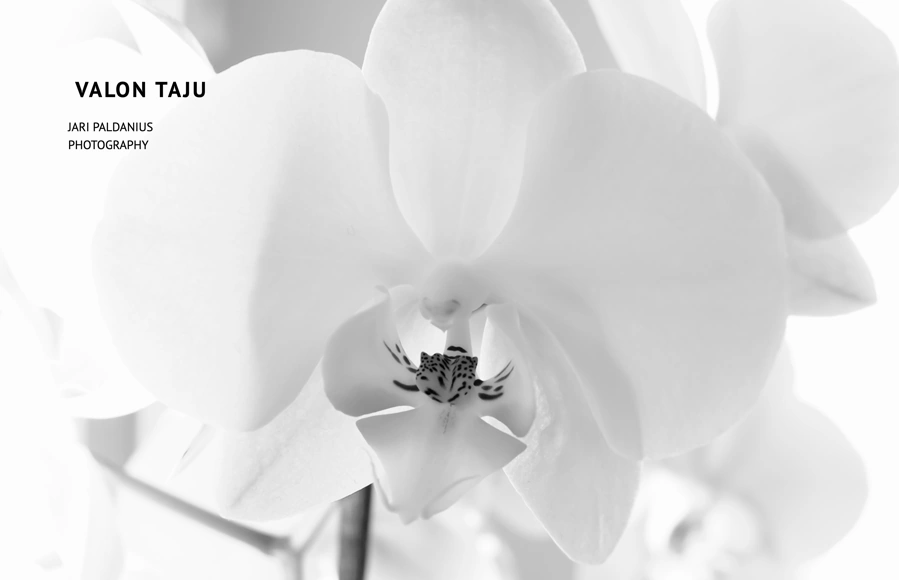 Screenshot from www.jaripaldanius.com